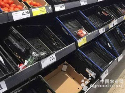 藜蒿与茼蒿 从田间到餐桌，细数两种餐桌“蒿”族的异同